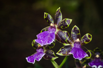 Orchidee