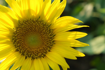 Naklejka premium The sunflower close up