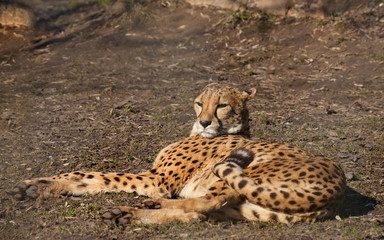 Portrait of cheetah lying on the ground