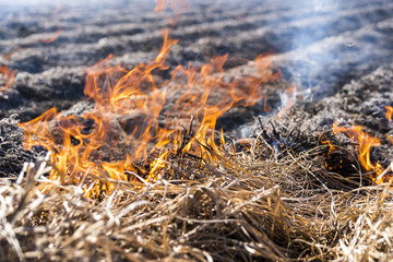 Burning of remains in agricultural cultivation