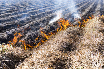Burning of remains in agricultural cultivation