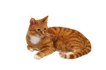 Obraz premium Ginger cat