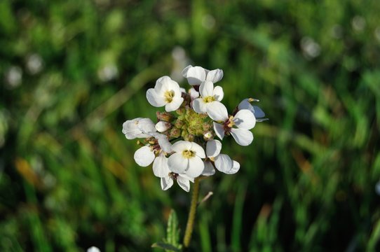 Flor pendejo