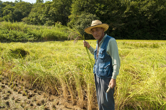 Senior Man Harvesting Rice
