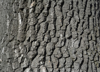 Oak tree bark texture. Old tree bark background.