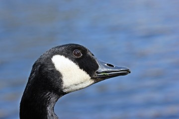 Fototapeta premium Portrait einer Kanadagans (Branta canadensis) am Teichufer 