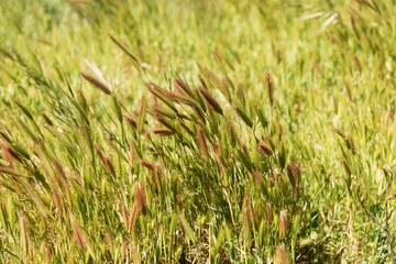 Closeup of grass in wind, natural background