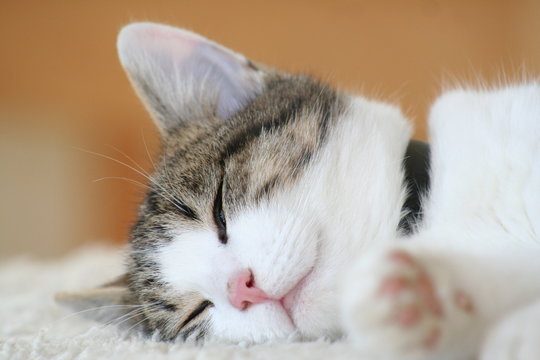 Katze1