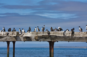 cormorants on an old pier against the background of the sky and the sea to Punta Arenas in Chile close up