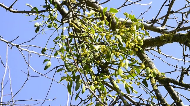 Mistel, Heilpflanze im Fr&uuml;hjahr 