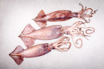 Fresh squid on gray background top view. Copy space