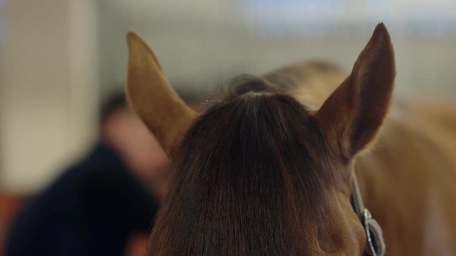 Men grooming brown horse hair. Grooming a horse. A close-up of the horse head. Close up.