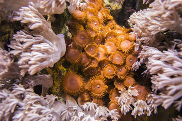 Xenia coral. Waving hand corals, pulse corals, pulsing xenia. And brown Zoantharia