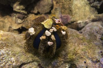 Sea urchin. Brown sphere urchin (Mespilia) on the background of stones.