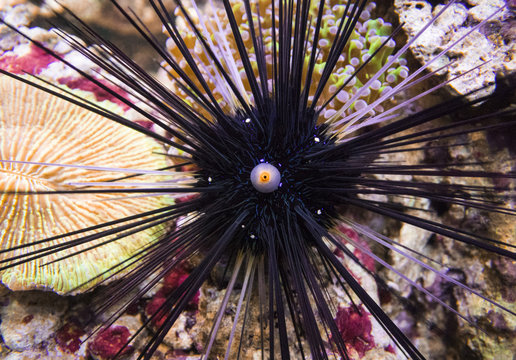 Long spines sea urchin (Diadema setosum) on a background of sea stones.