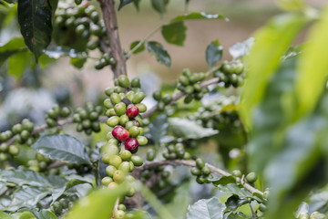 Fototapeta na wymiar Coffee beans on the tree