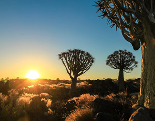 Beautiful african sunset with silhouetted Quiver trees and illuminated grass.
