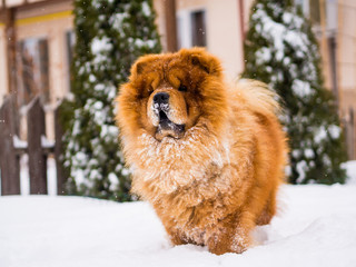 Red chow chow dog in the garden, winter and white snow.