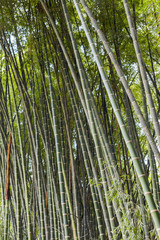 Forest of bamboo canes