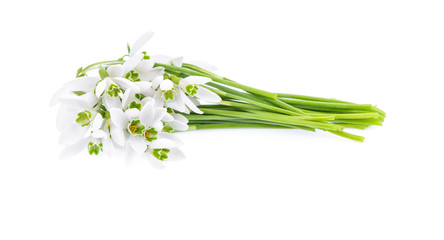 Bunch of snowdrops isolated on white background.