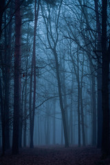 Naklejka premium Foggy dawn in the wood