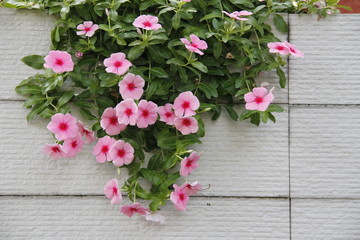 Fiori rosa e fucsia su fondo bianco