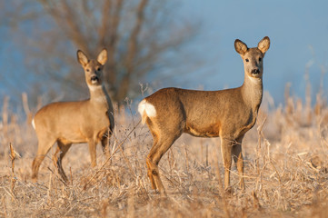 Two wild roe deers in a field