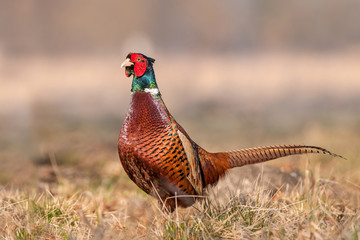 Wild pheasant in a field