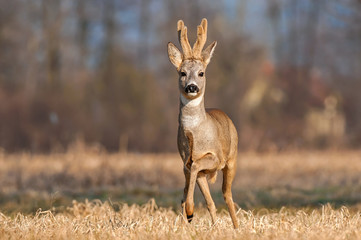 Wild roe deer in a field