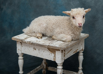 Baby Lamb in studio