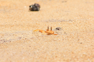 small crab is skulking in sand