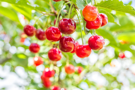 Red cherries on a branch with green leaves, close up