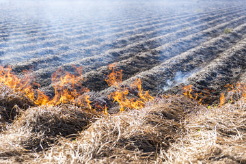 Burning of remains in agricultural cultivation