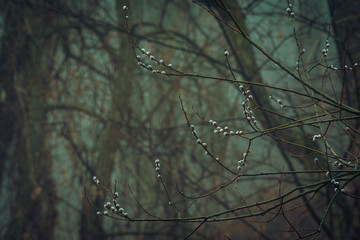 Foggy dawn in the wood