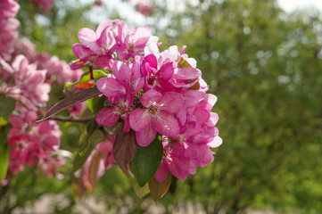 Spring flowering ornamental Apple trees. Wild Apple Nieddzwetzkyana.