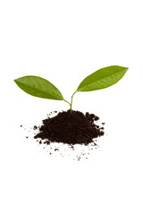 New lemon plant in soil isolated
