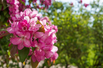 Spring flowering ornamental Apple trees. Wild Apple Nieddzwetzkyana.