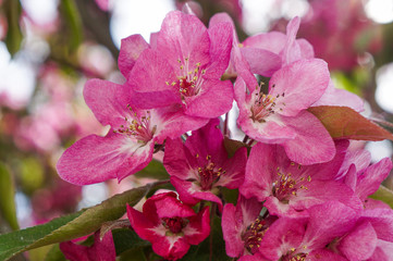 Spring flowering ornamental Apple trees. Wild Apple Nieddzwetzkyana.