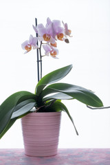 Orchidee im rosa Topf