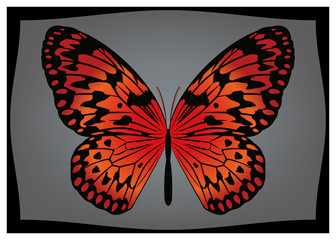 Bright Orange Rice Butterfly Vector