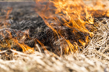 Burning of remains in agricultural cultivation