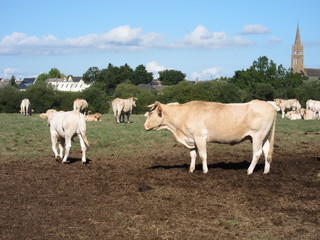 Obraz premium Cows in meadows