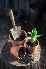 Planting green plants in the rustic cottage