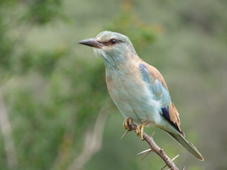 Fototapeta premium Bird - European Roller