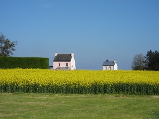 Obraz premium rape field and houses