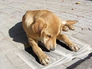 dog reading newspaper/photography with element of the manipulates with scene of the dog reading newspaper