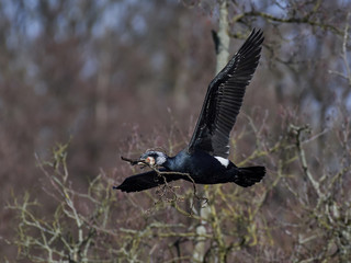 Great cormorant (Phalacrocorax carbo)