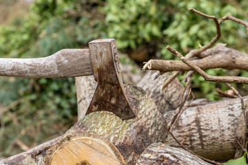 Fototapeta premium einen Baum fällen Axt im Holzstamm Arbeit