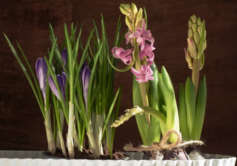 Beautiful spring blue grape hyacinth and crocuses in pot