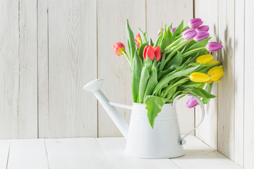 A colourful and young tulip on a white table
